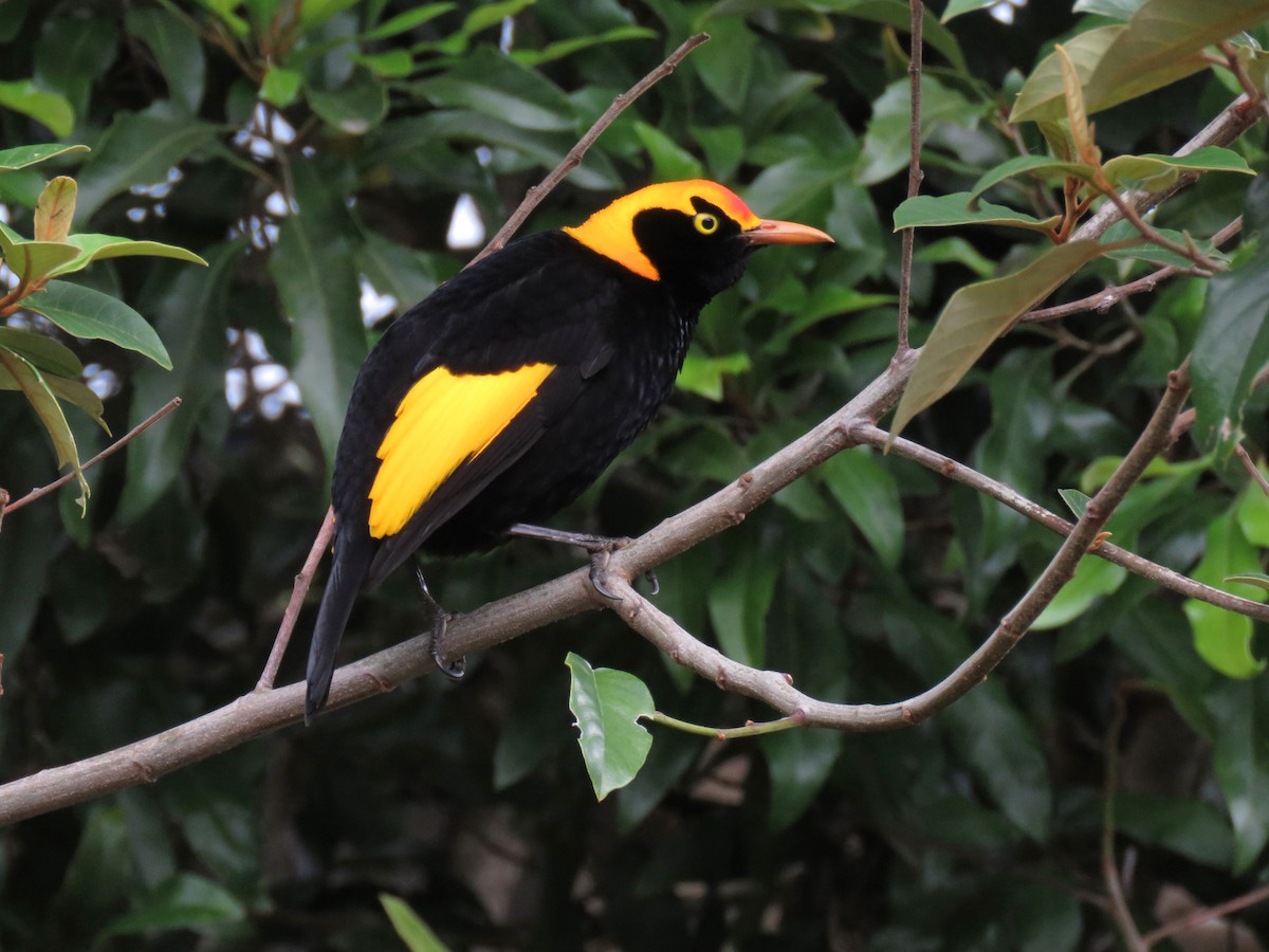 Regent Bowerbird - ML623690931