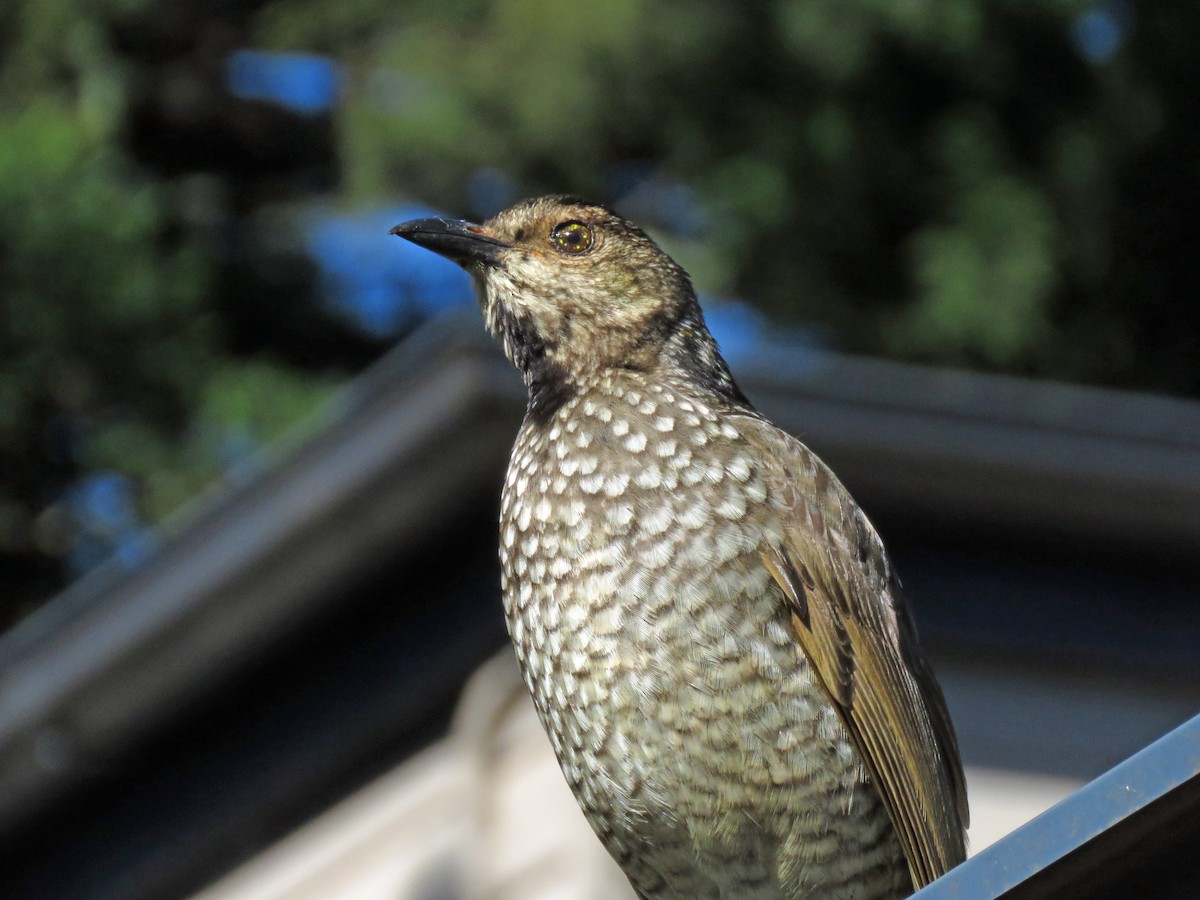 Regent Bowerbird - ML623690932