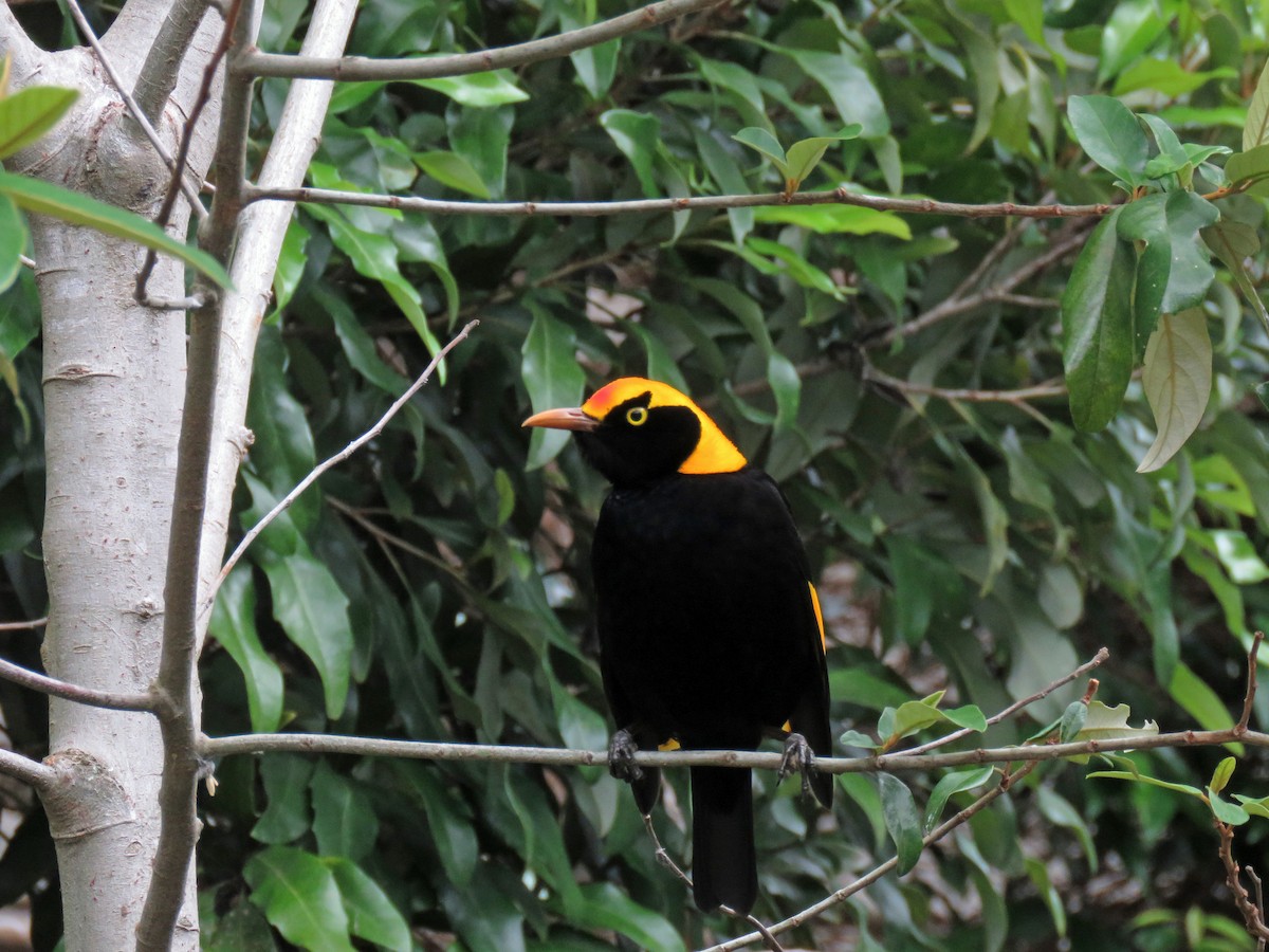 Regent Bowerbird - ML623690933