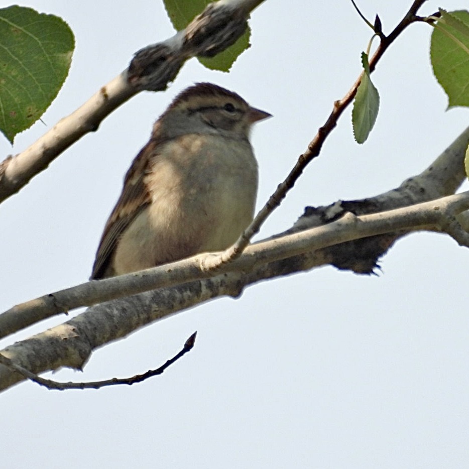 Chipping Sparrow - ML623690934