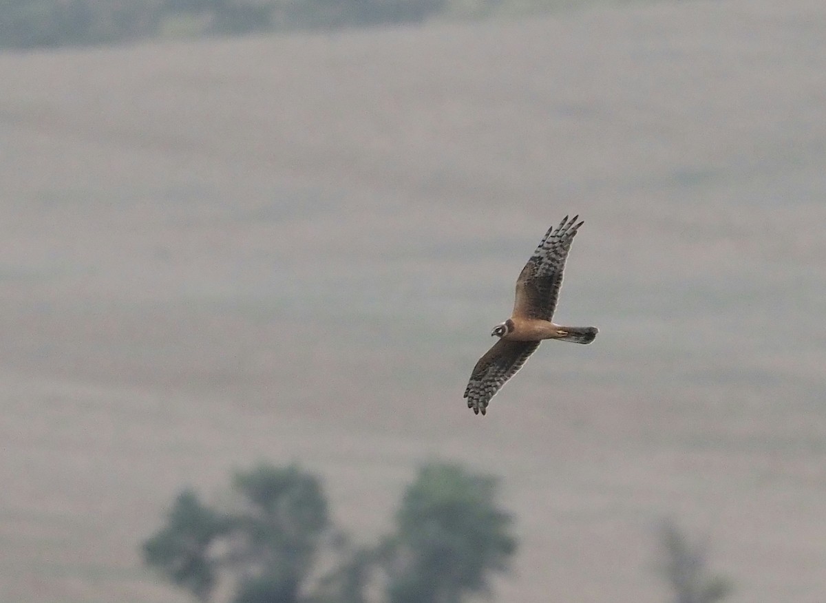 Pallid Harrier - ML623690947