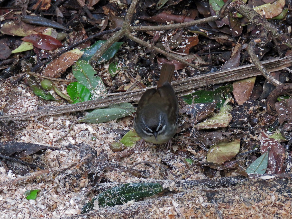 White-browed Scrubwren - ML623690957