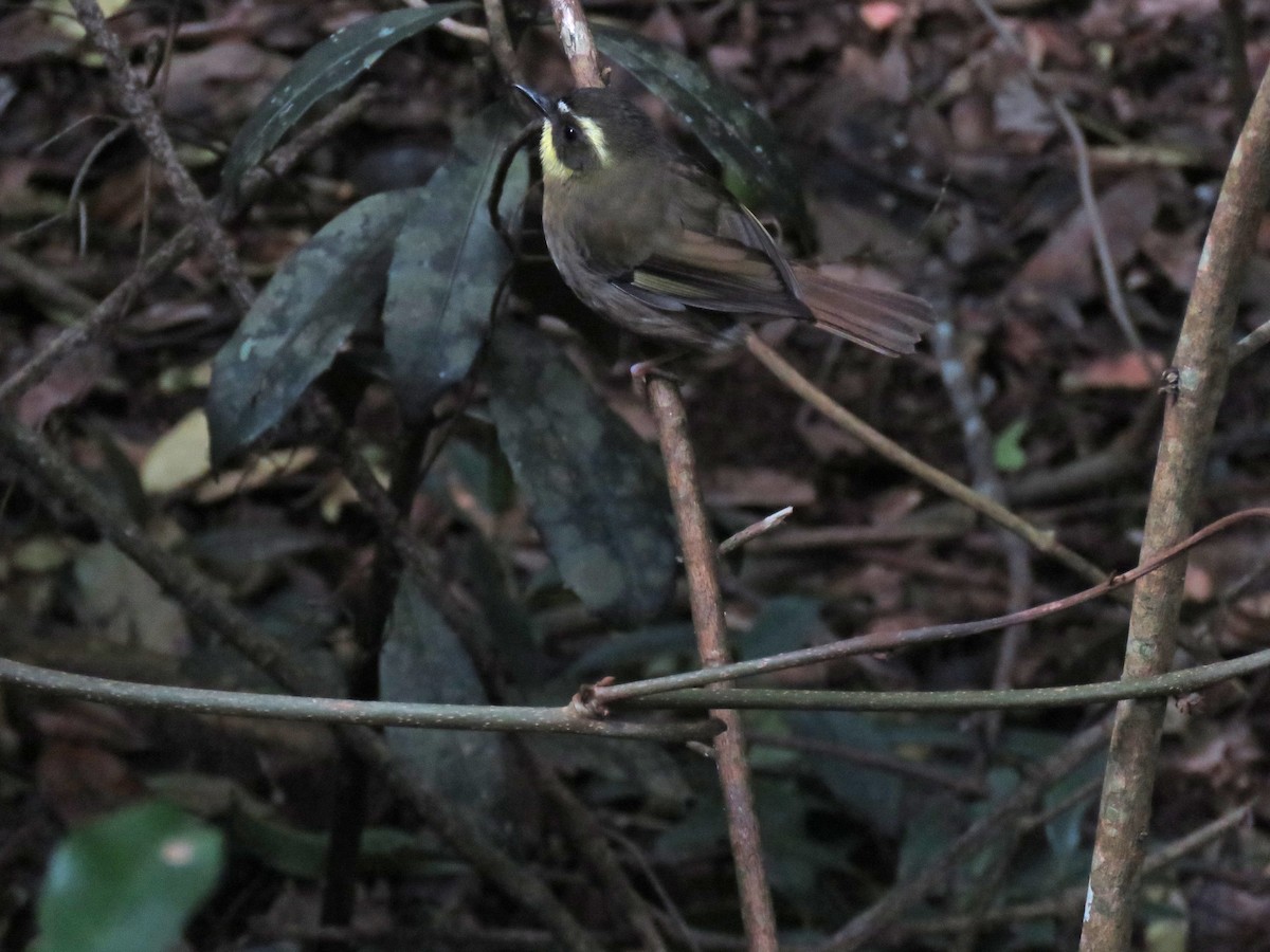 Yellow-throated Scrubwren - ML623690961