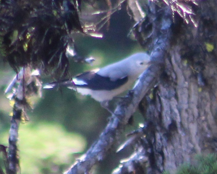Clark's Nutcracker - ML623691005