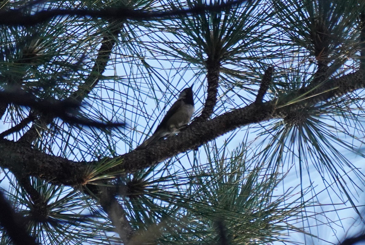 Mountain Chickadee - Cameron Eckert