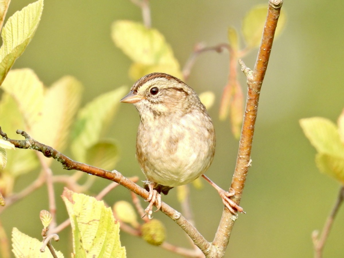 Swamp Sparrow - ML623691009