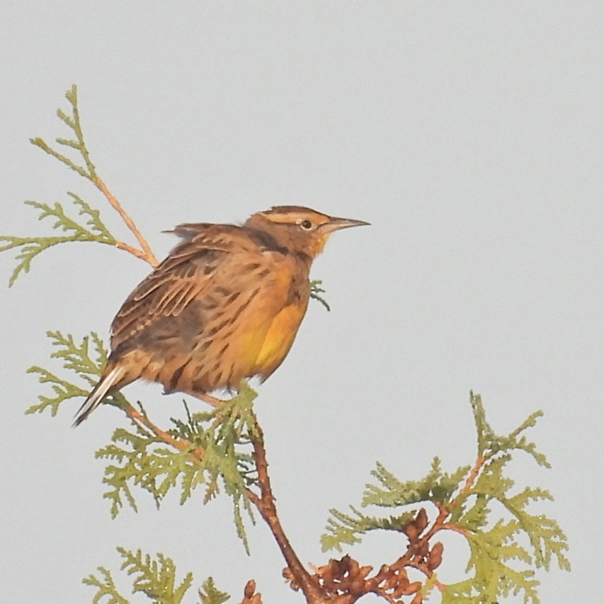 Eastern Meadowlark - ML623691026