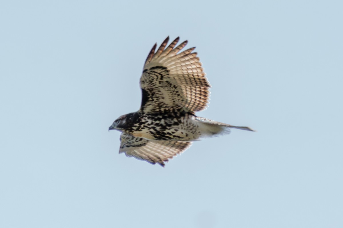 Red-tailed Hawk - ML623691064