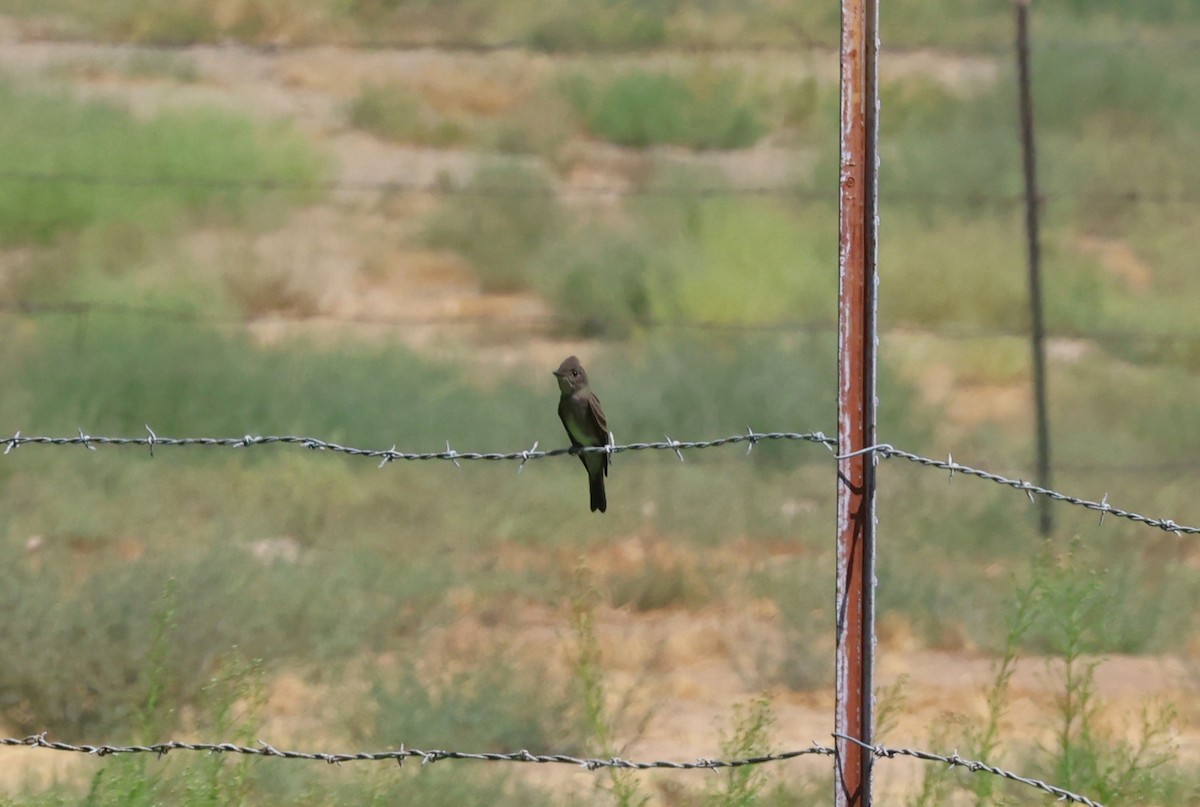 Western Wood-Pewee - ML623691109