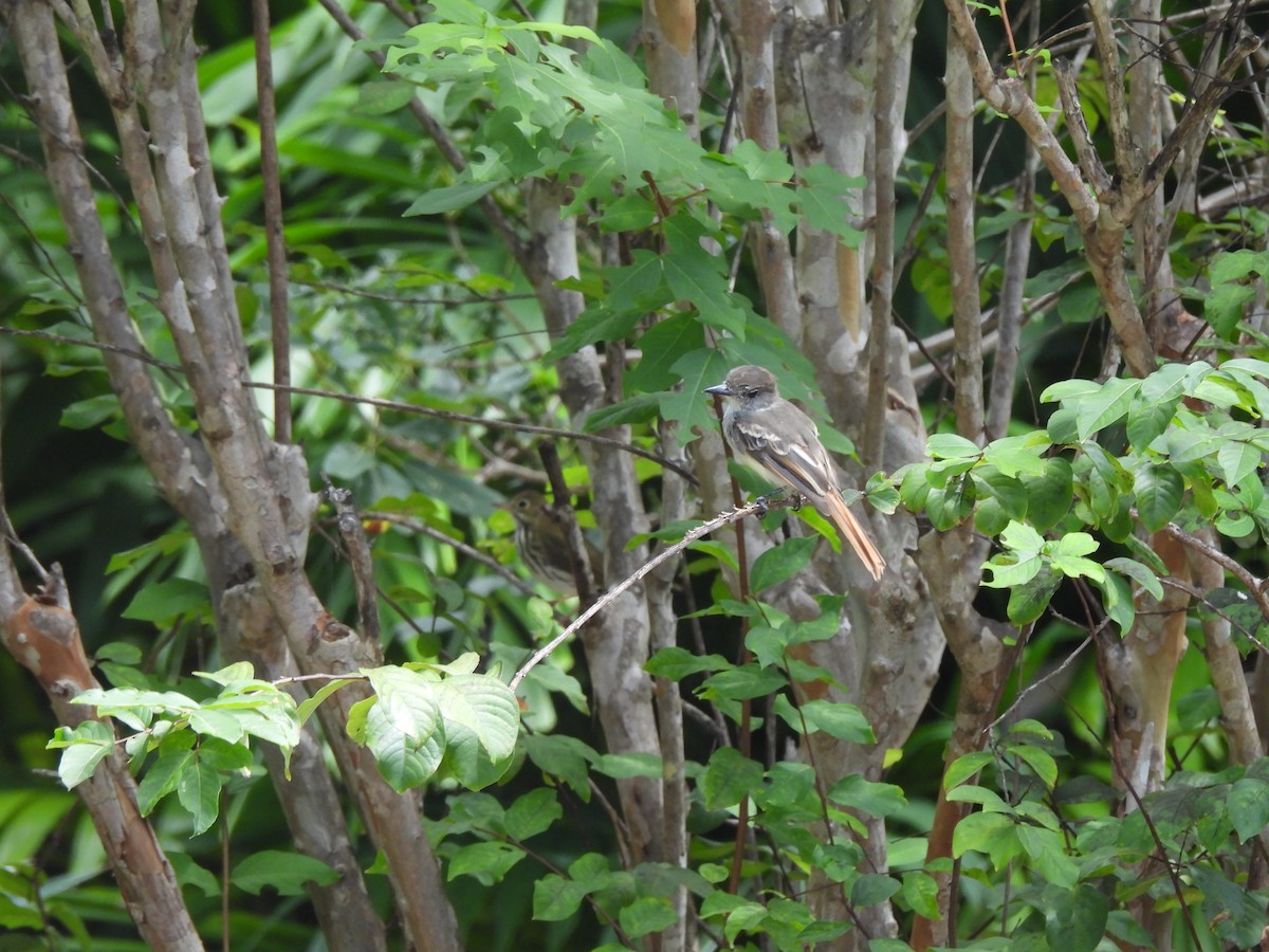 La Sagra's Flycatcher - ML623691122