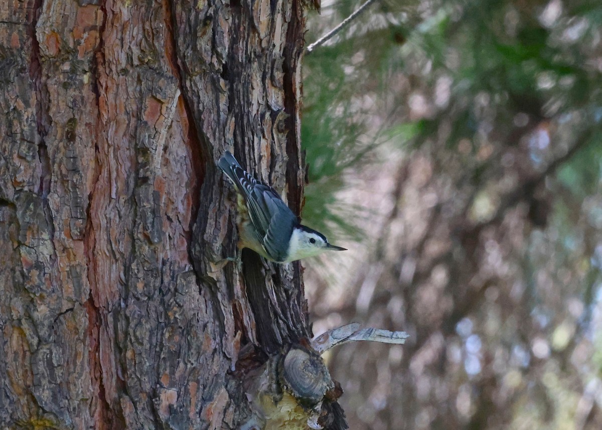 White-breasted Nuthatch - ML623691132