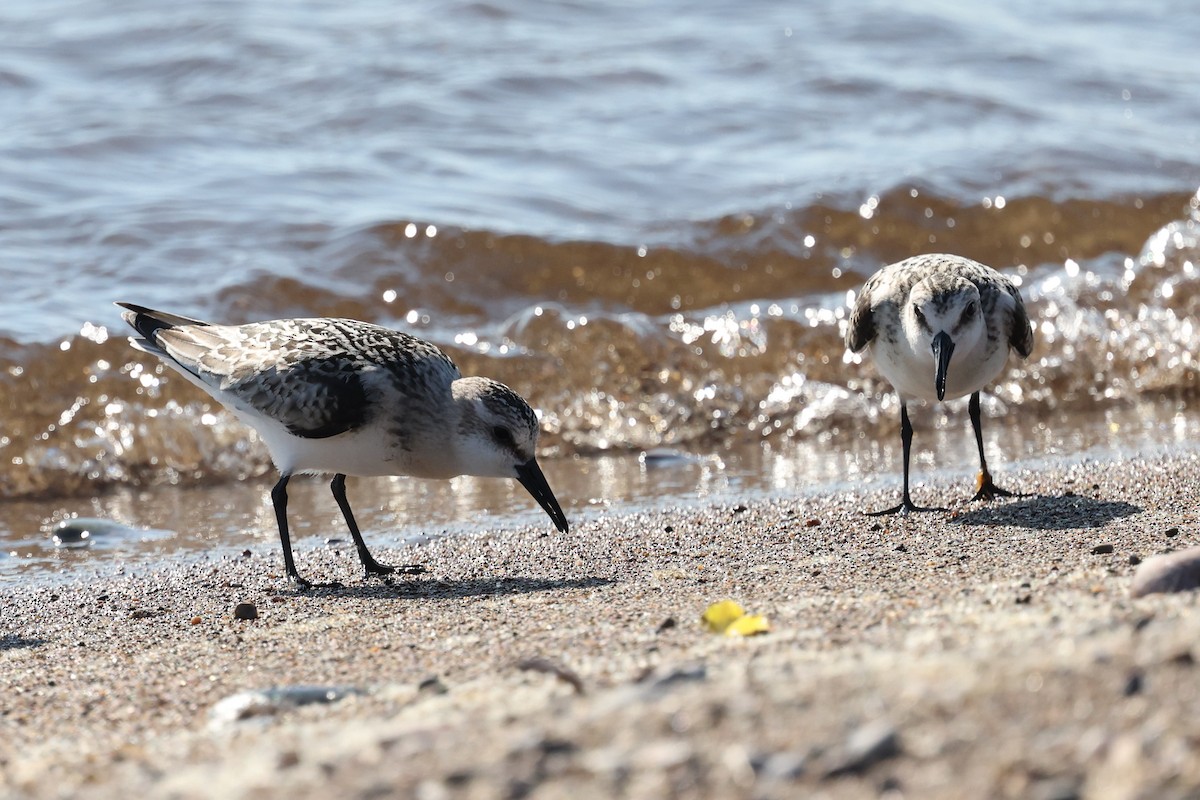 Bécasseau sanderling - ML623691158