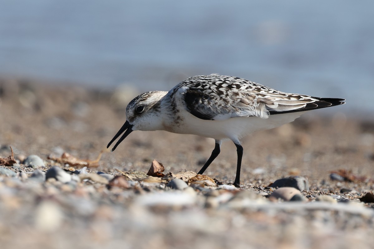 Bécasseau sanderling - ML623691159