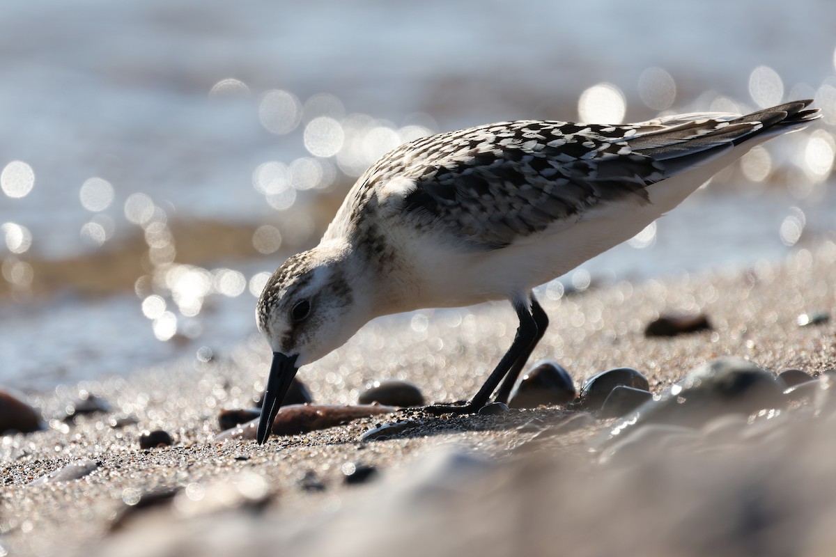 Bécasseau sanderling - ML623691160