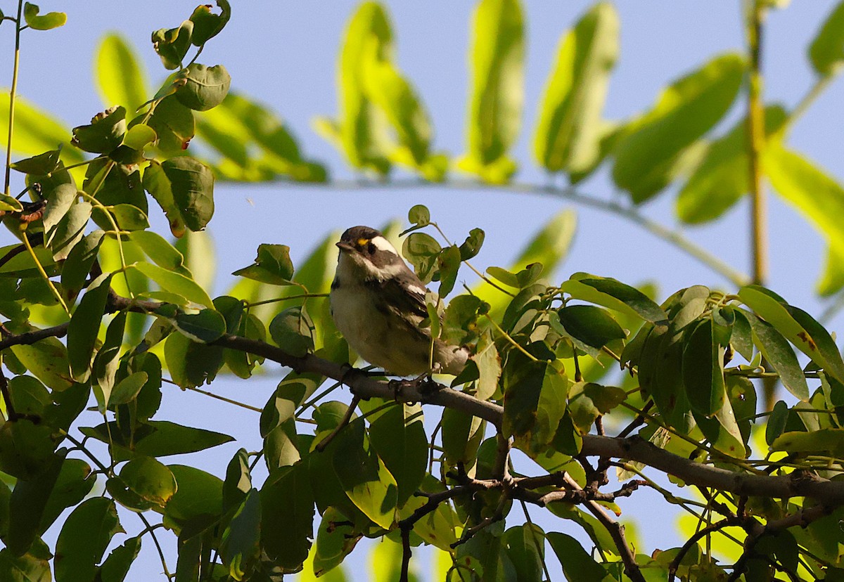 Black-throated Gray Warbler - ML623691162