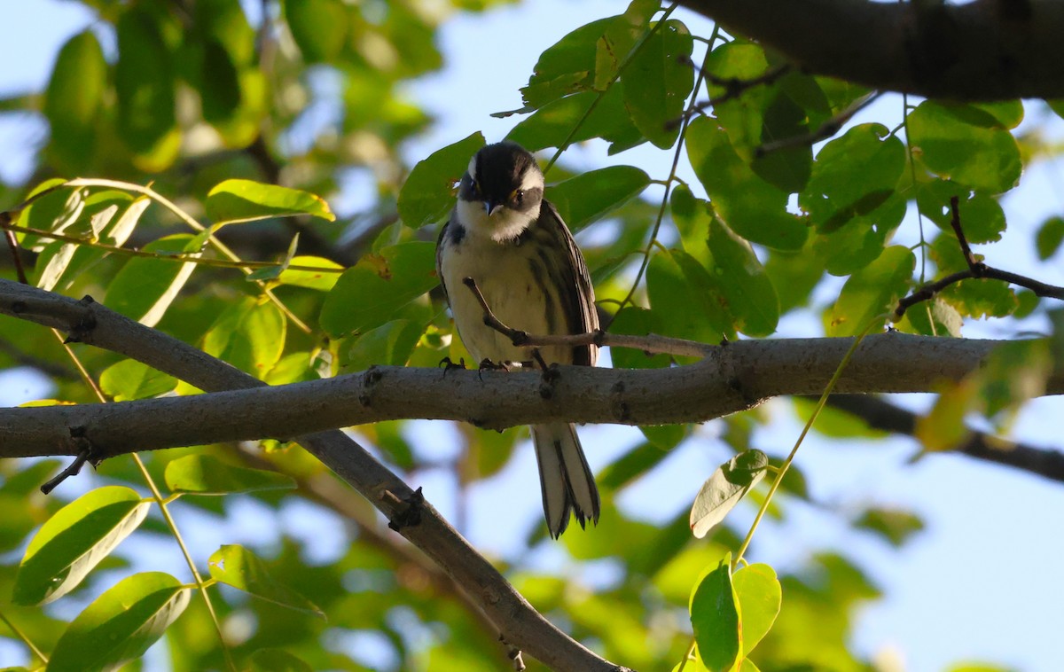 Black-throated Gray Warbler - ML623691163