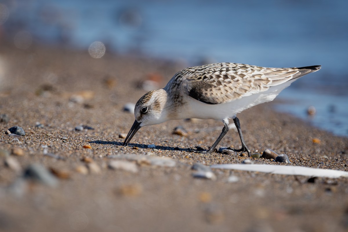 Bécasseau sanderling - ML623691173