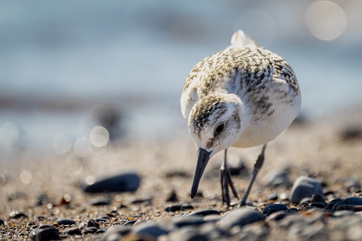 Bécasseau sanderling - ML623691175