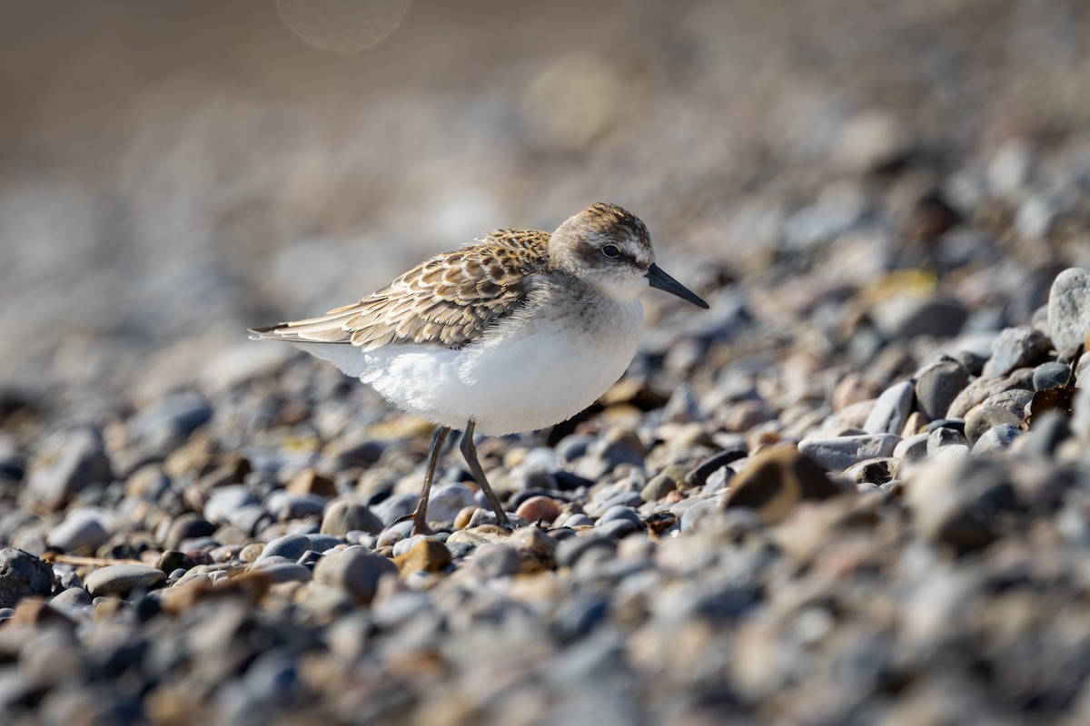 Semipalmated Sandpiper - Mark Sak