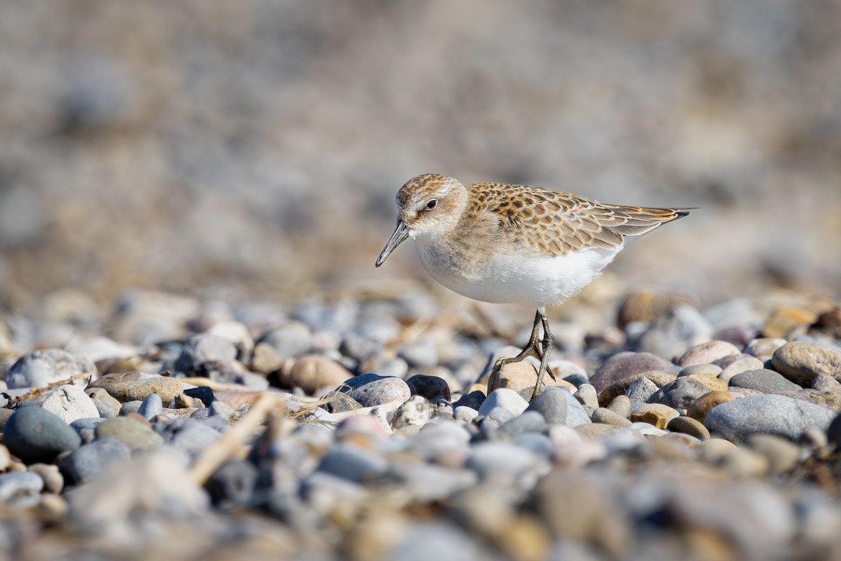 Semipalmated Sandpiper - Mark Sak