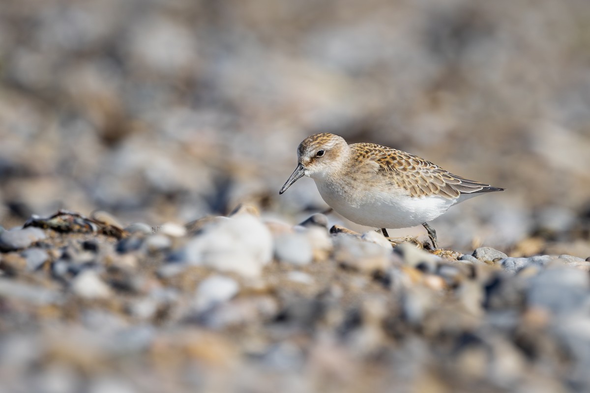 Semipalmated Sandpiper - Mark Sak