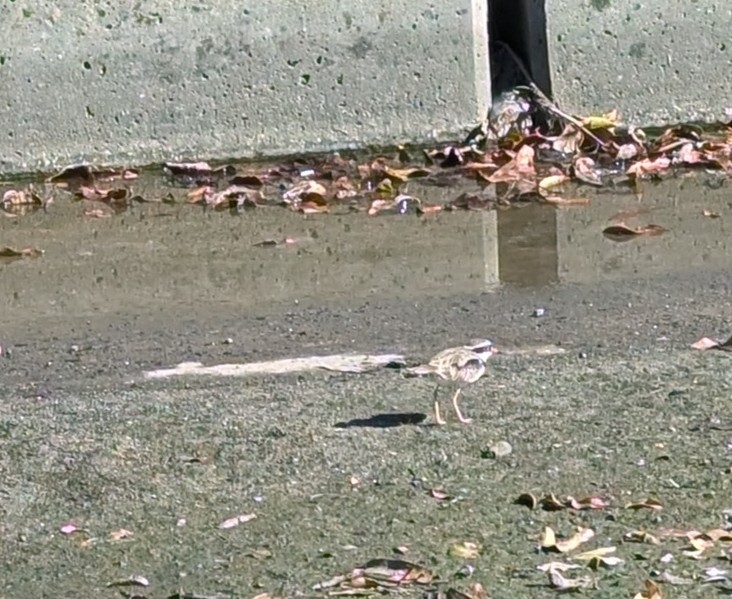 Black-fronted Dotterel - ML623691188