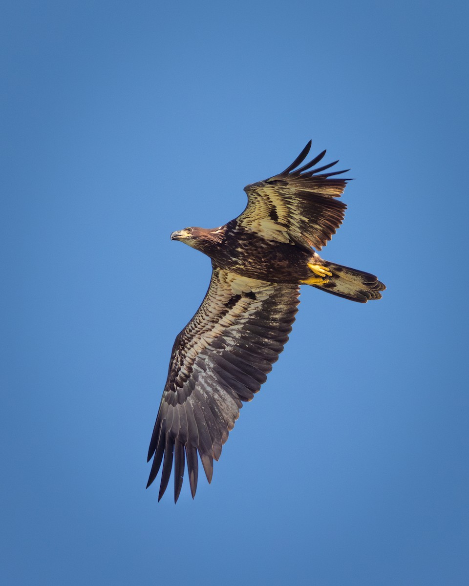 Bald Eagle - Mark Sak