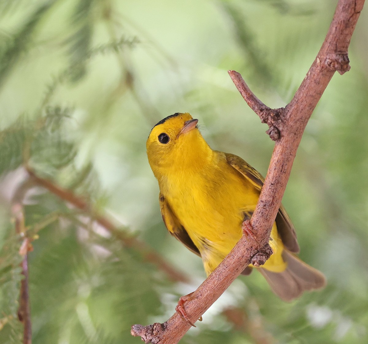 Wilson's Warbler - ML623691207