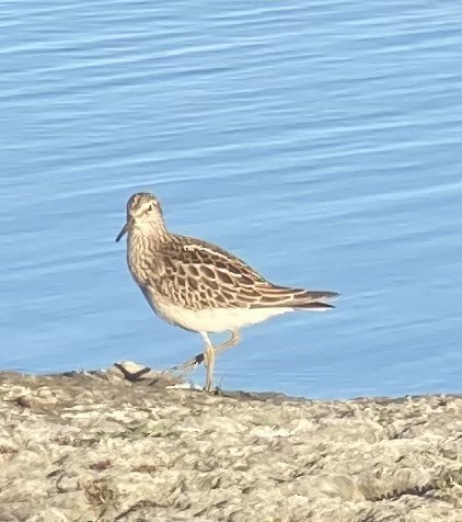 Pectoral Sandpiper - ML623691208