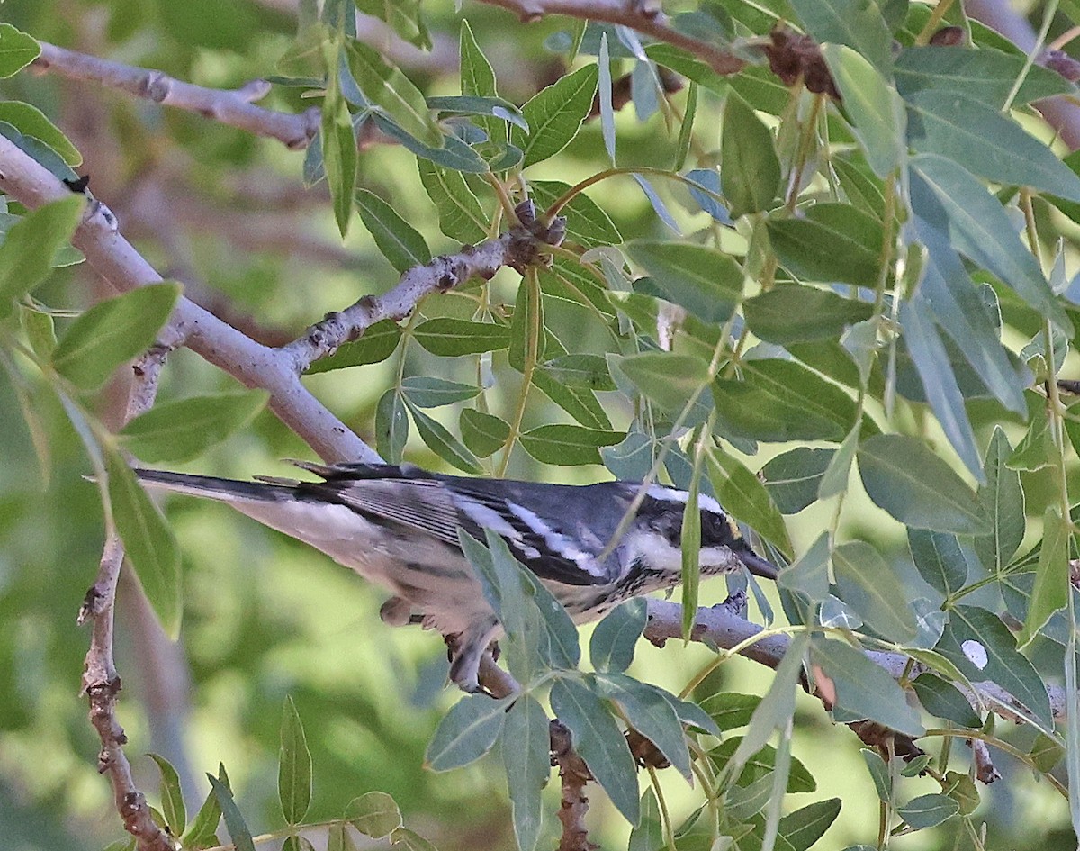 Black-throated Gray Warbler - ML623691224