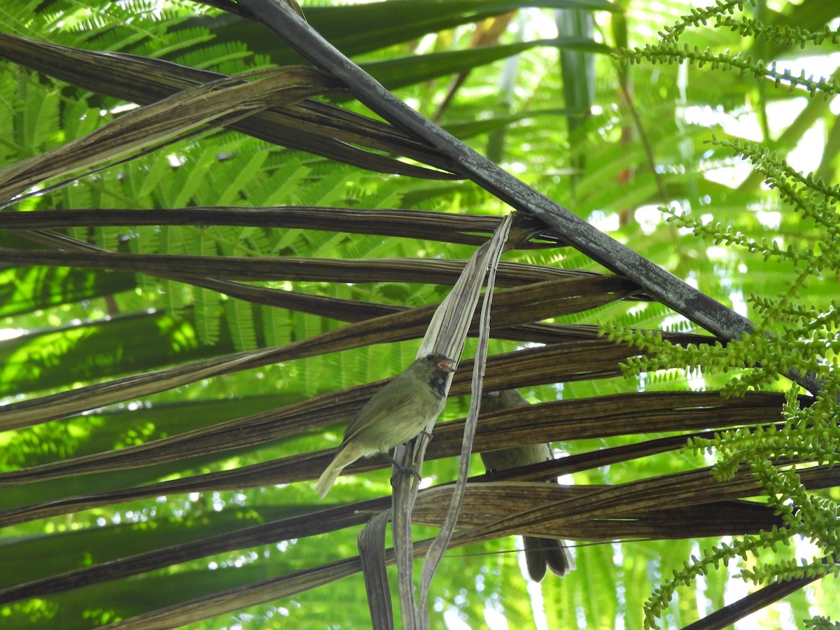 Black-faced Grassquit - ML623691225