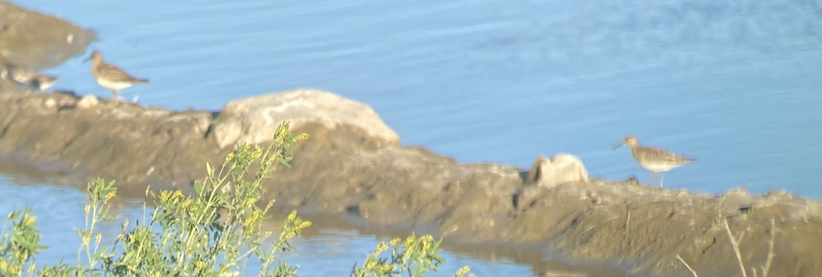 Pectoral Sandpiper - Dominik Mosur