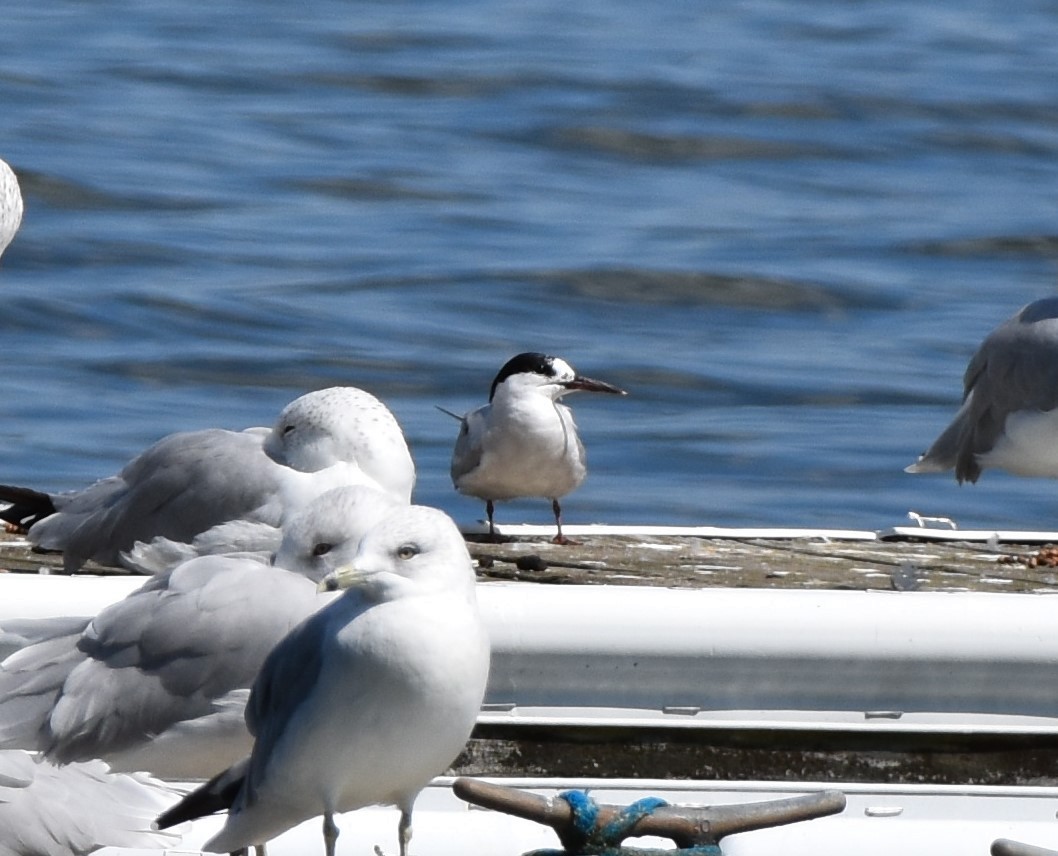 Common Tern - ML623691267