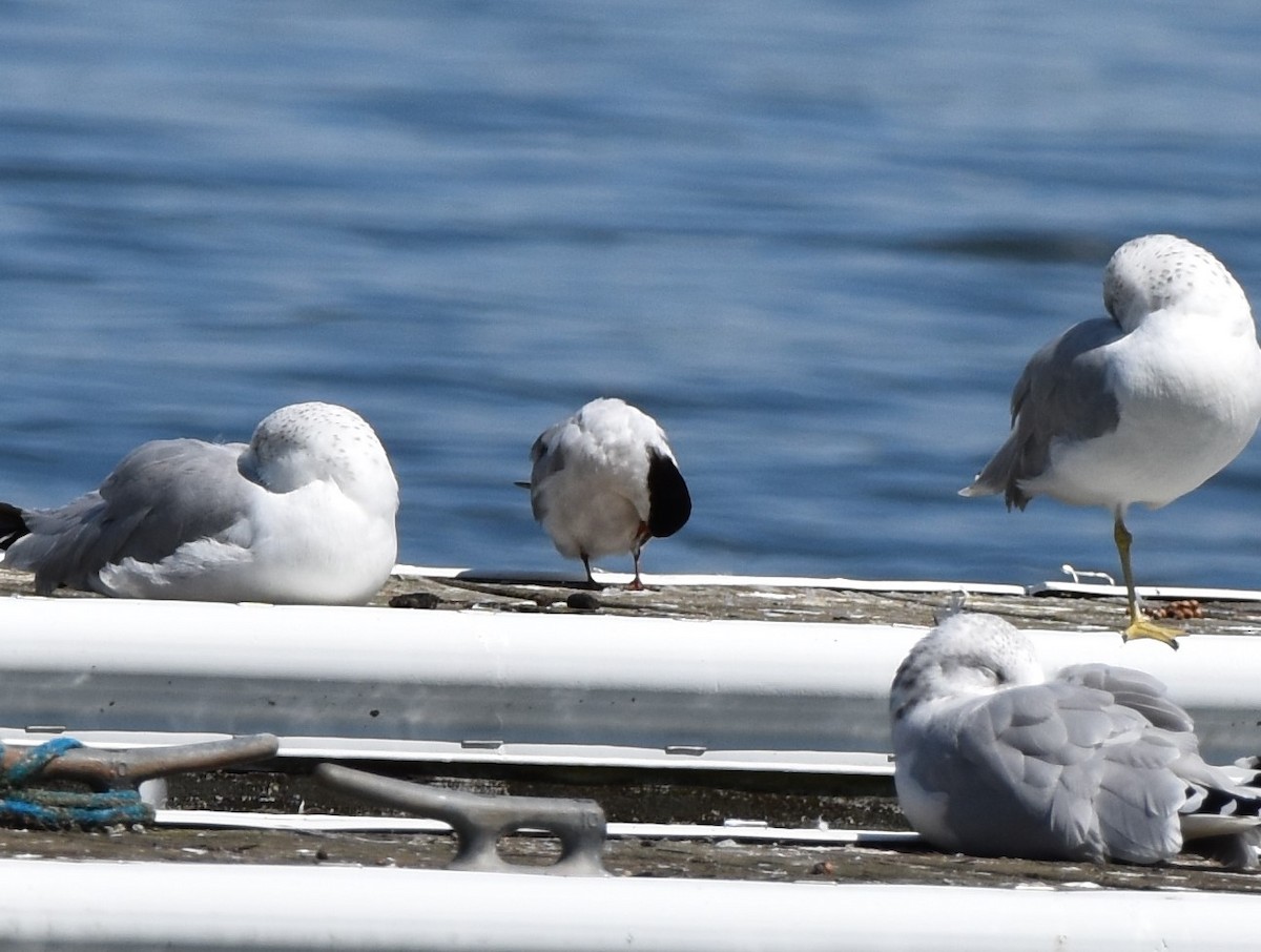 Common Tern - ML623691268