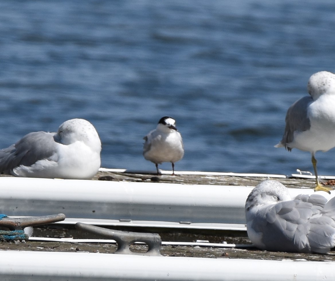 Common Tern - ML623691269