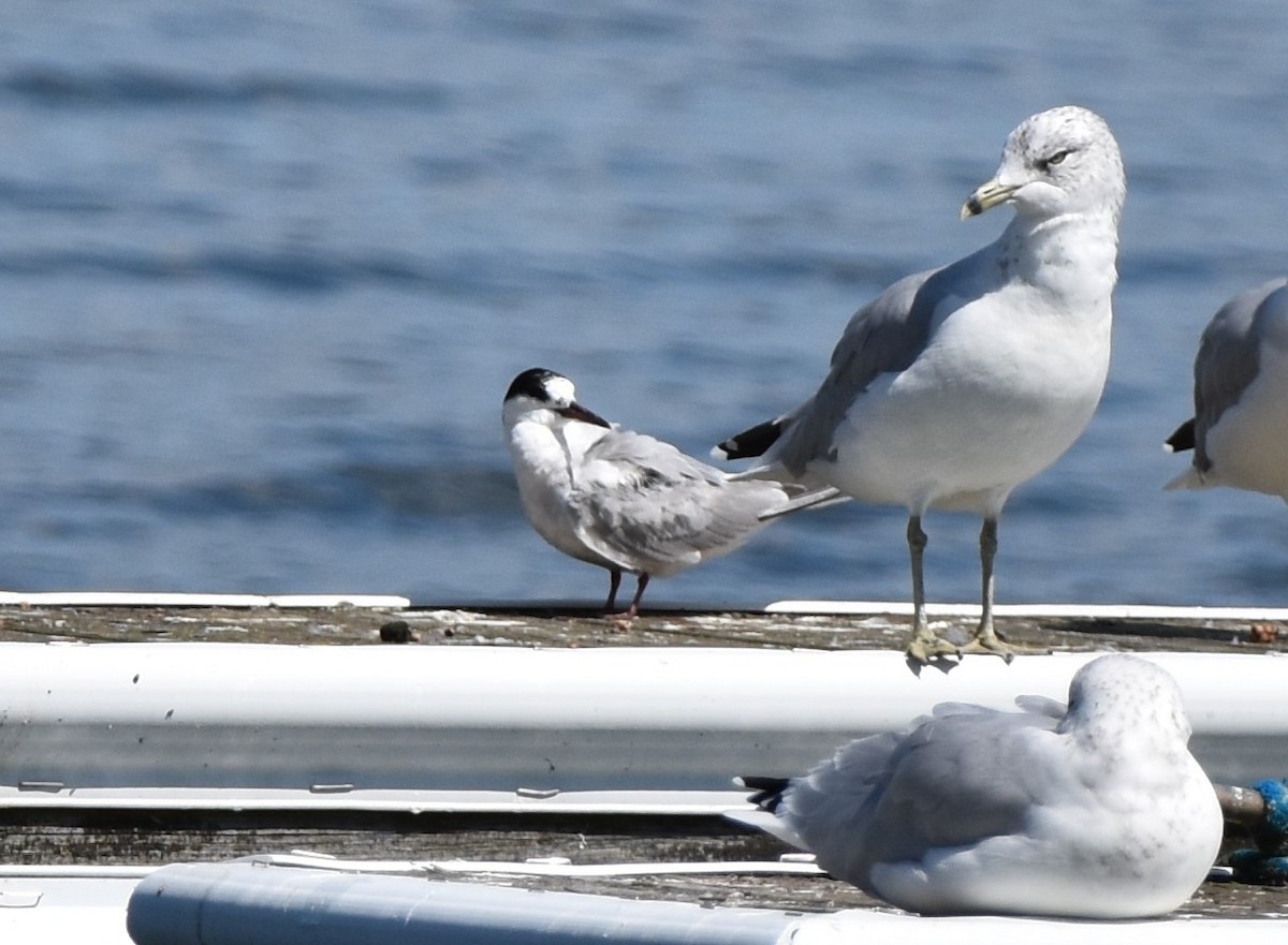 Common Tern - ML623691275