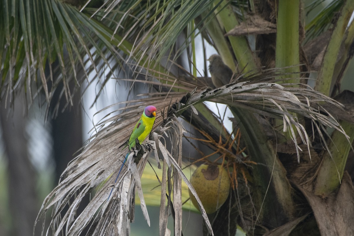 Plum-headed Parakeet - ML623691277