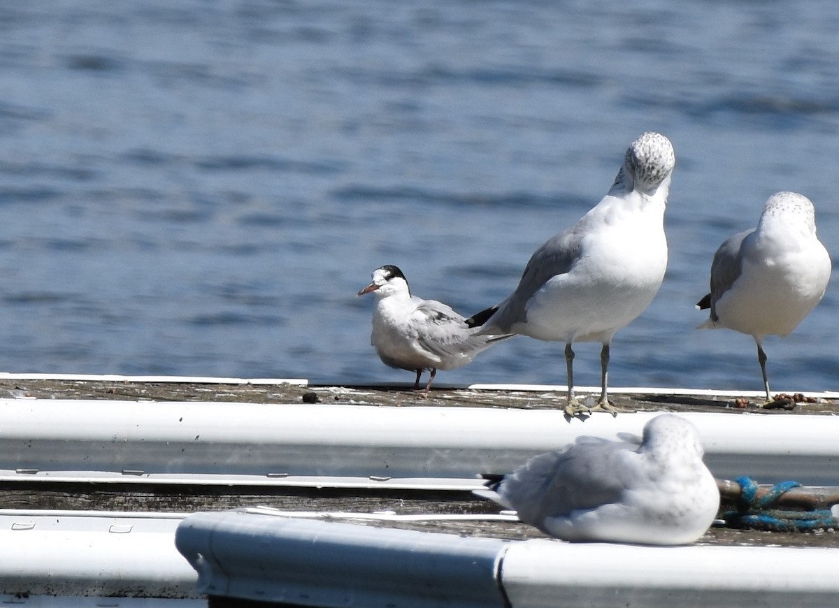 Common Tern - ML623691283