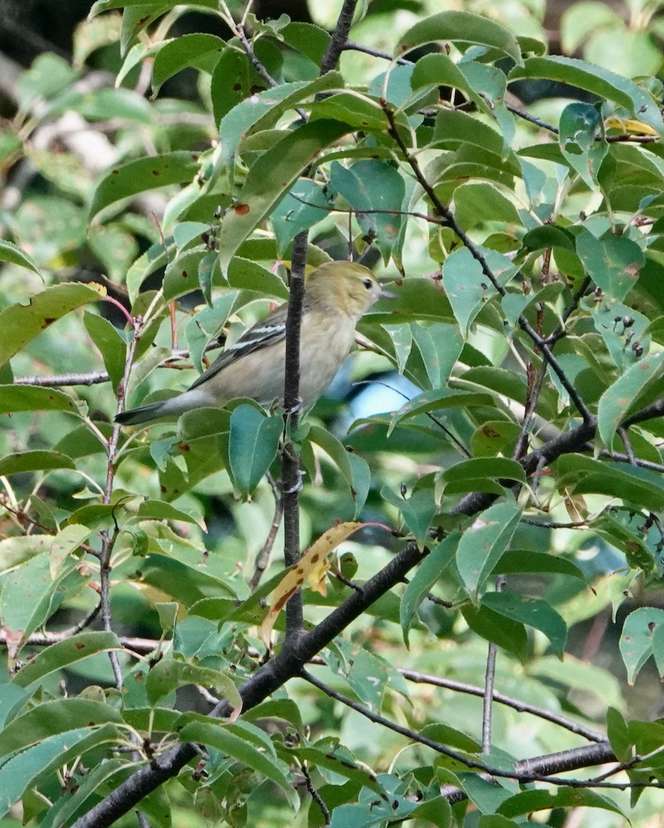 Bay-breasted Warbler - ML623691284