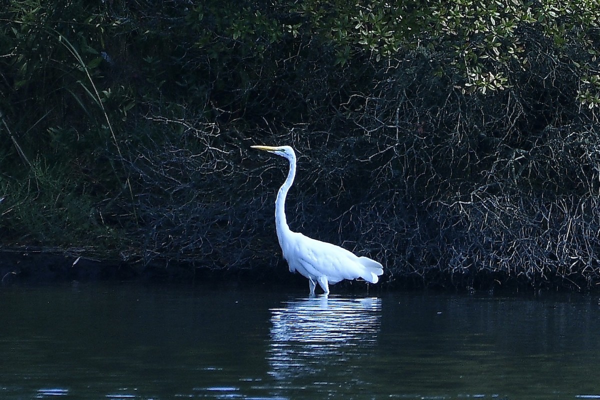 Great Egret - ML623691294