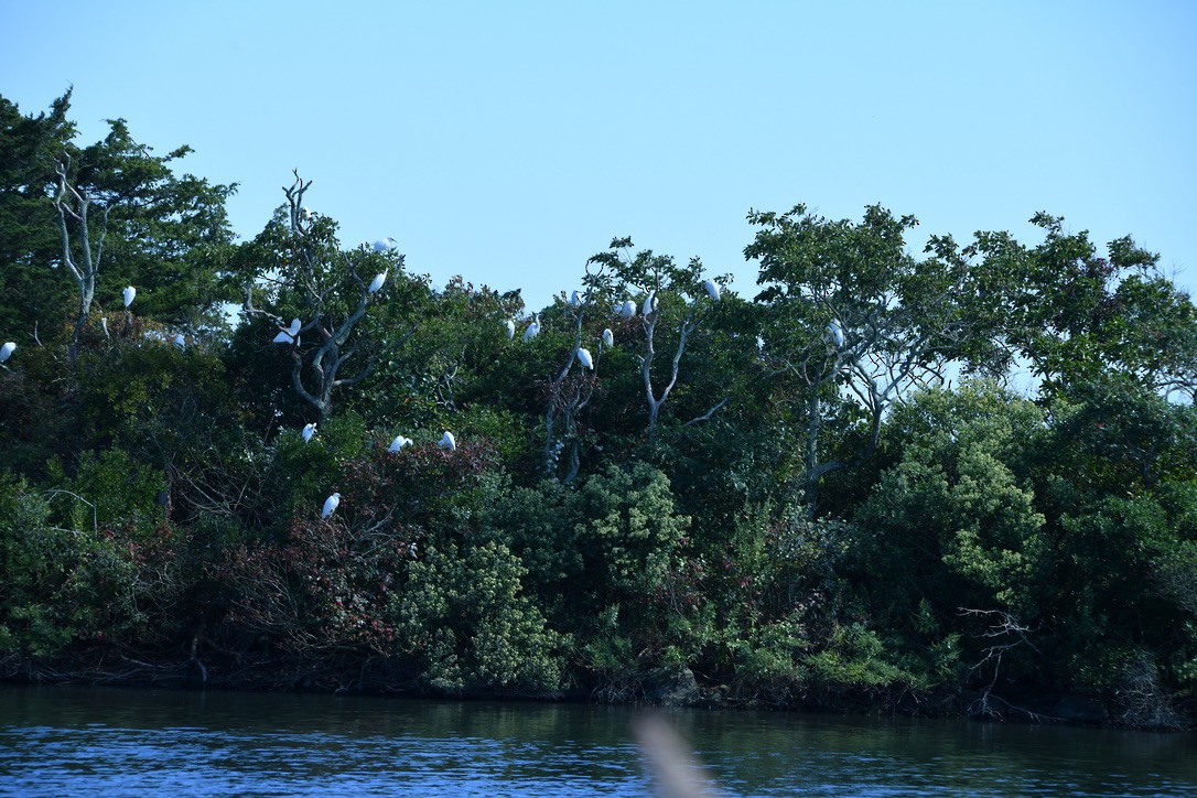 Great Egret - ML623691299