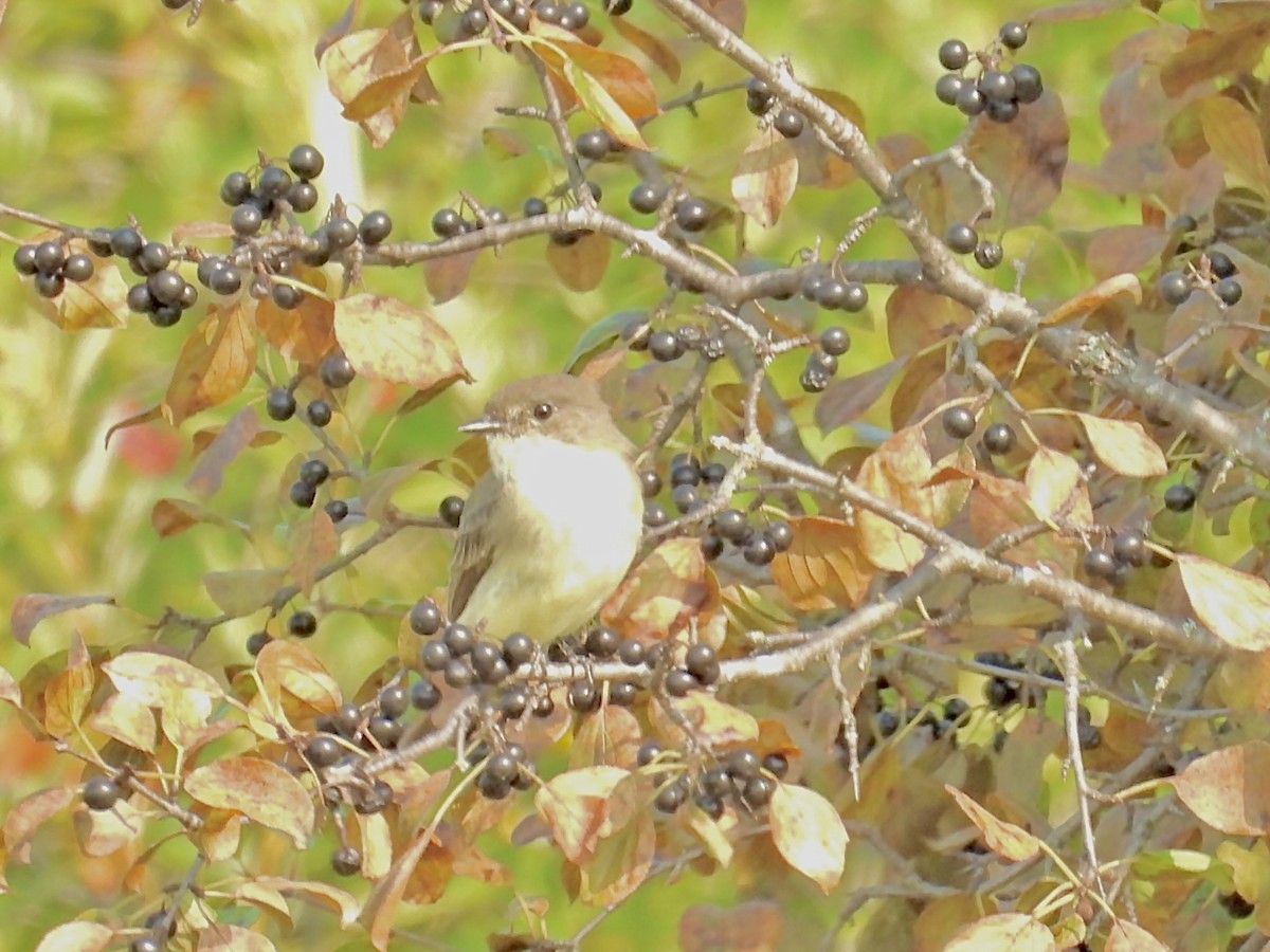 Eastern Phoebe - ML623691300