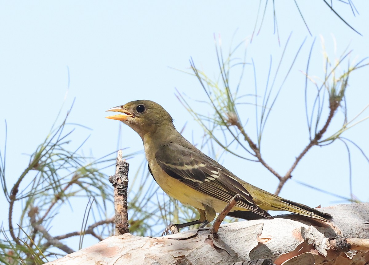 Western Tanager - ML623691304