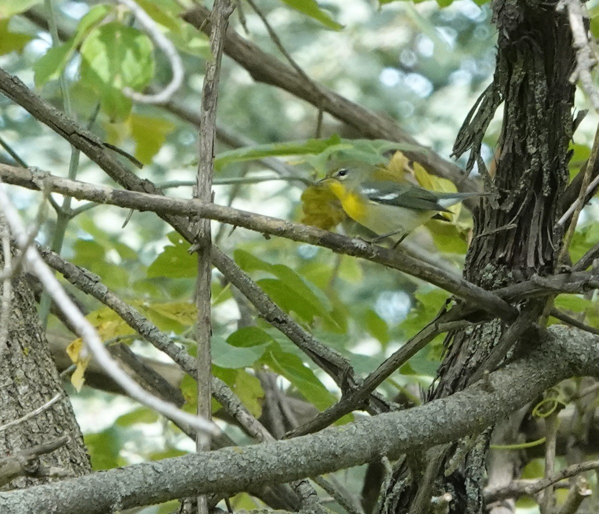 Northern Parula - ML623691308