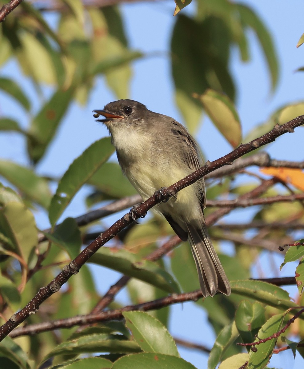 Eastern Phoebe - ML623691325