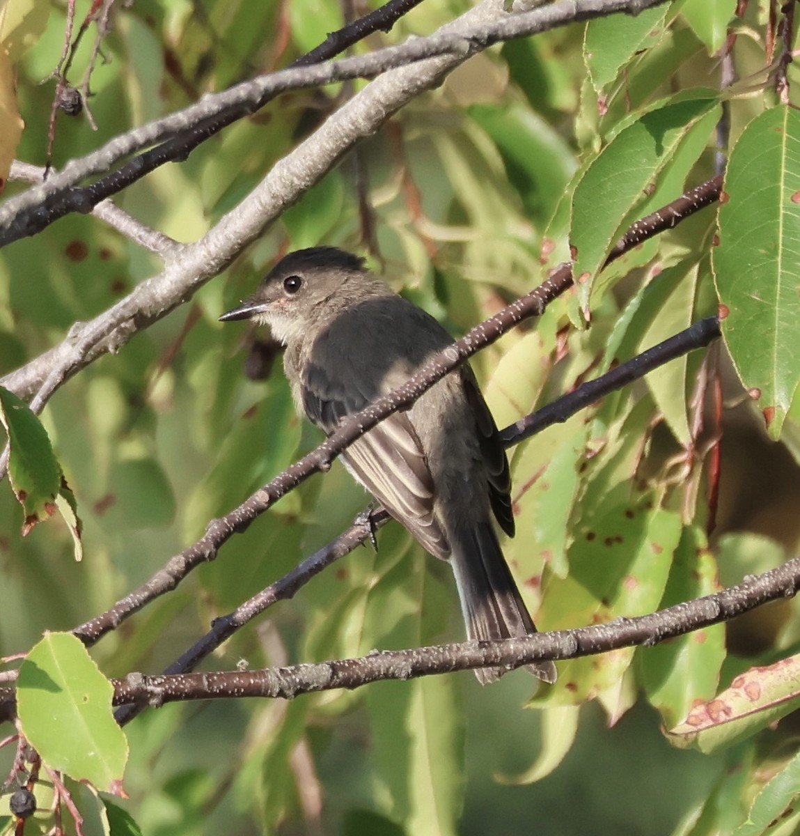 Eastern Phoebe - ML623691331