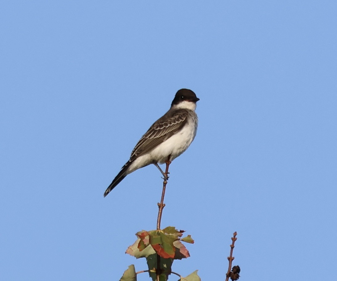 Eastern Kingbird - ML623691338