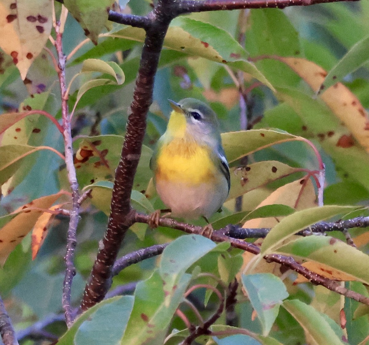 Northern Parula - ML623691354