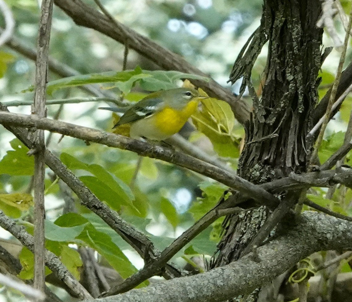 Northern Parula - ML623691373