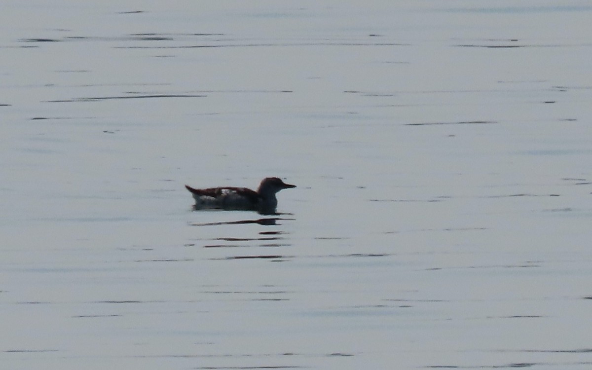 Black Guillemot - Jim O'Neill